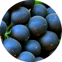 petit verdot