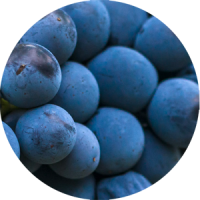 sangiovese