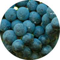 cabernet franc