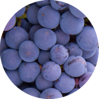 merlot
