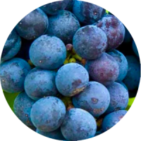 cabernet sauvignon